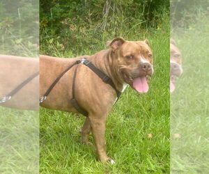 Bulldog-Unknown Mix Dogs for adoption in Tarrytown, GA, USA