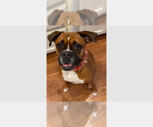 Boxer Dogs for adoption in Austin, TX, USA