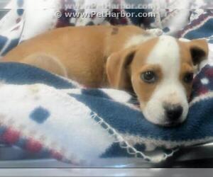 Beagle Dogs for adoption in Corpus Christi, TX, USA