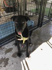 Labrador Retriever-Unknown Mix Dogs for adoption in Brunswick, GA, USA