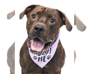 Mastador Dogs for adoption in Crete, IL, USA