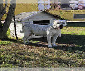 Medium Photo #1 American Bulldog-Unknown Mix Puppy For Sale in Rosenberg, TX, USA