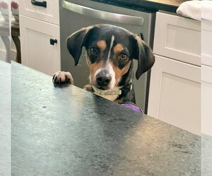 Beagle-Unknown Mix Dogs for adoption in Mooresville, NC, USA