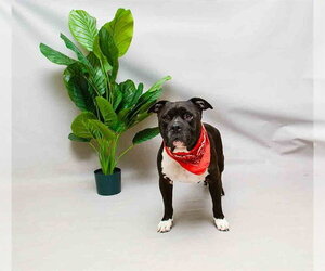 Staffordshire Bull Terrier-Unknown Mix Dogs for adoption in Sanford, FL, USA