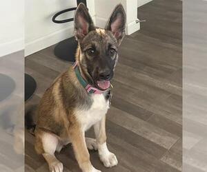 German Shepherd Dog Dogs for adoption in San Antonio, TX, USA