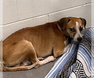 Treeing Walker Coonhound-Unknown Mix Dogs for adoption in Tavares, FL, USA