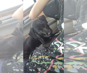 Mutt Dogs for adoption in New London, WI, USA