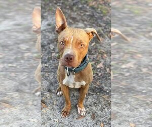 American Pit Bull Terrier-Unknown Mix Dogs for adoption in Ocean Springs, MS, USA