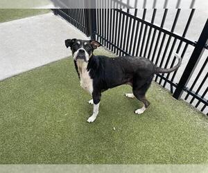 Beagle-Collie Mix Dogs for adoption in Waco, TX, USA