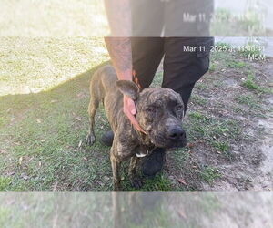 Mastiff-Unknown Mix Dogs for adoption in Ocala, FL, USA