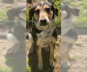 Beagle-Unknown Mix Dogs for adoption in Little Rock, AR, USA