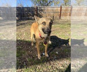 German Shepherd Dog-Unknown Mix Dogs for adoption in San Antonio, TX, USA