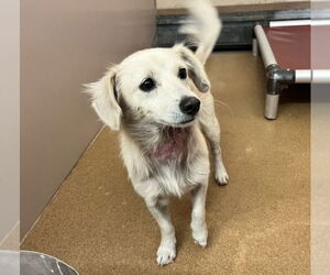 Mutt Dogs for adoption in Martinez, CA, USA