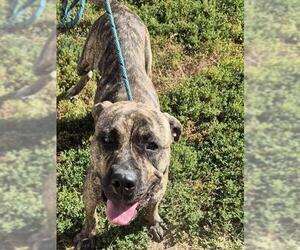 Mastiff Dogs for adoption in Decatur, IL, USA