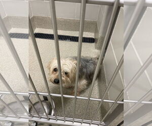 Mutt Dogs for adoption in Virginia Beach, VA, USA
