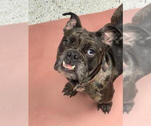 Bulldog Dogs for adoption in Los Angeles, CA, USA