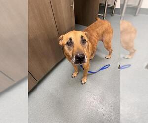 Shepradors Dogs for adoption in Baytown, TX, USA