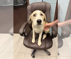 Anatolian Shepherd-Unknown Mix Dogs for adoption in Corpus Christi, TX, USA