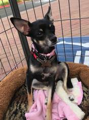 Chipin Dogs for adoption in CHANDLER, AZ, USA