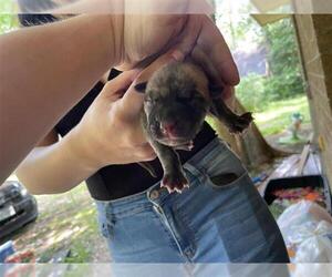 American Pit Bull Terrier-Unknown Mix Dogs for adoption in Houston, TX, USA