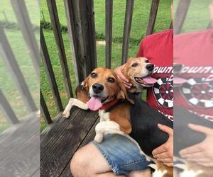 Medium Photo #1 Beagle Puppy For Sale in Maryville, TN, USA