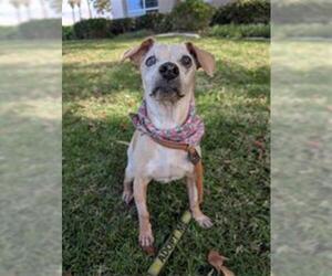 Beagle-Unknown Mix Dogs for adoption in Redlands, CA, USA