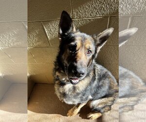German Shepherd Dog Dogs for adoption in Harrisville, WV, USA