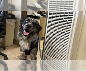 Aussiedor Dogs for adoption in Camarillo, CA, USA