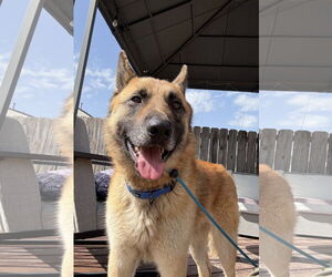 German Shepherd Dog Dogs for adoption in La Grange , NC, USA