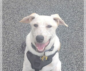 Mutt Dogs for adoption in Topeka, KS, USA