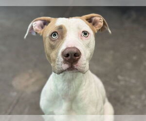 Mutt Dogs for adoption in Tavares, FL, USA