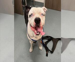 American Pit Bull Terrier Dogs for adoption in Baytown, TX, USA