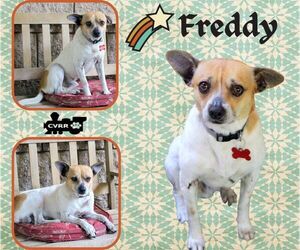 Jack Russell Terrier-Unknown Mix Dogs for adoption in Lindsay, CA, USA