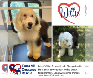 Poodle (Standard)-Unknown Mix Dogs for adoption in Lillian, TX, USA