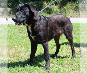 Labrador Retriever-Unknown Mix Dogs for adoption in Prattville, AL, USA