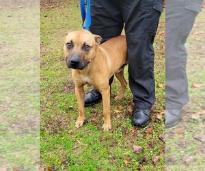 Boxer Dogs for adoption in Tarboro, NC, USA