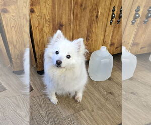 American Eskimo Dog Dogs for adoption in Pikesville, MD, USA