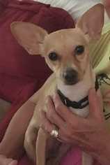 Chihuahua-Unknown Mix Dogs for adoption in Sylmar, CA, USA