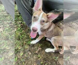 Mutt Dogs for adoption in Greenville, SC, USA