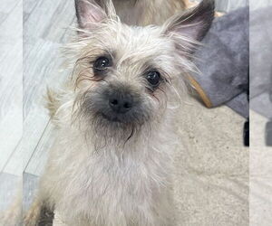 Maltese-Unknown Mix Dogs for adoption in Fort Pierce, FL, USA