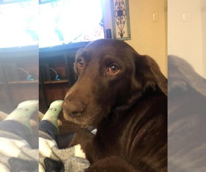 Labrador Retriever-Unknown Mix Dogs for adoption in Azle, TX, USA