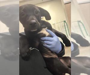 American Pit Bull Terrier-Unknown Mix Dogs for adoption in Sacramento, CA, USA