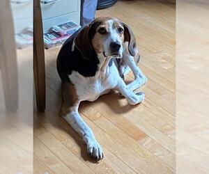 Treeing Walker Coonhound Dogs for adoption in Minneapolis, MN, USA