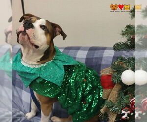 American Pit Bull Terrier Dogs for adoption in Center Township, PA, USA