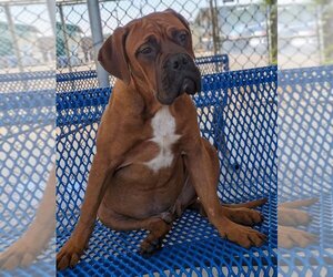 Bullmastiff Dogs for adoption in Goodyear, AZ, USA