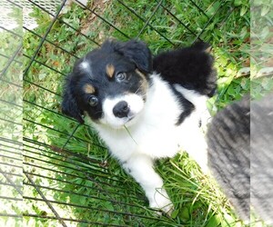 Border-Aussie Dogs for adoption in Cumming, GA, USA