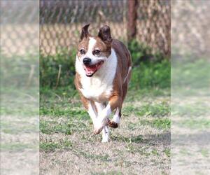 Beagle-Unknown Mix Dogs for adoption in Grovetown, GA, USA