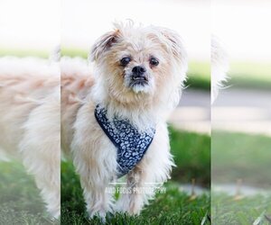 Lhasa Apso Dogs for adoption in McKinney, TX, USA