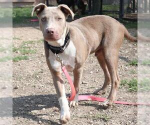 American Staffordshire Terrier Dogs for adoption in San Antonio, TX, USA