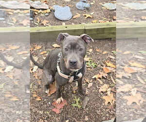 American Staffordshire Terrier Dogs for adoption in Sayreville, NJ, NJ, USA